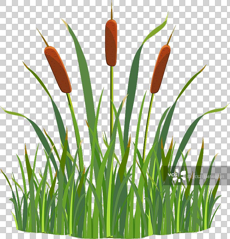 白色背景卡通中的草丛芦苇图片素材