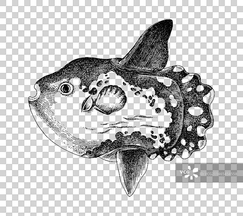 手绘翻车鱼图片素材