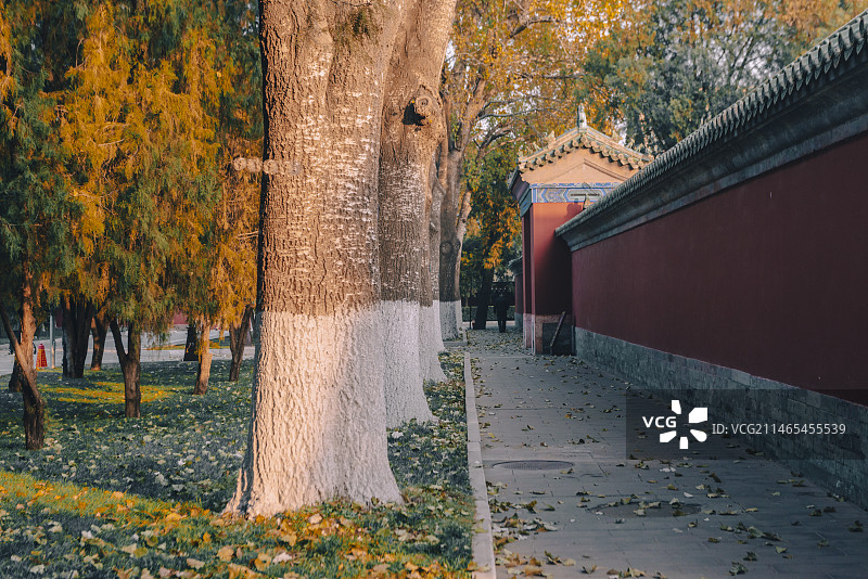 夕阳杨树树干红墙地坛公园秋季落叶草坪红墙绿色琉璃瓦图片素材