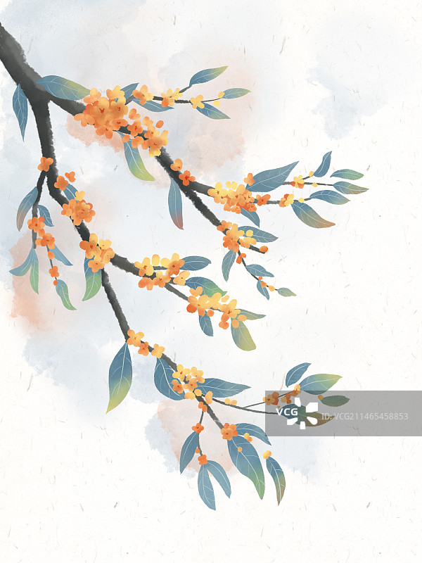 古风水彩花卉植物桂花图片素材