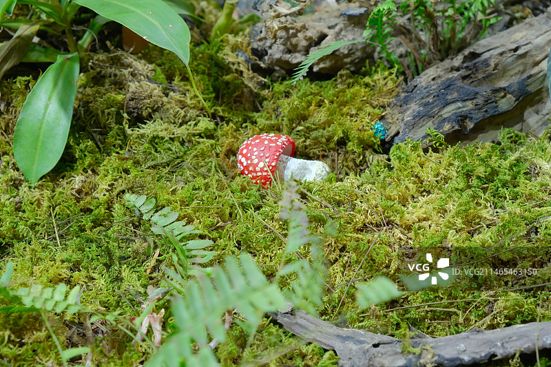 植物在野外生长的高角度观察图片素材