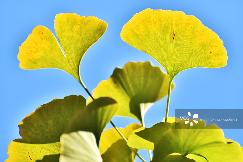 银杏叶图片素材