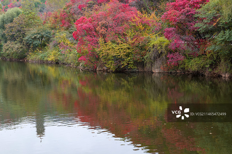 济南红叶谷绚秋湖秋色图片素材