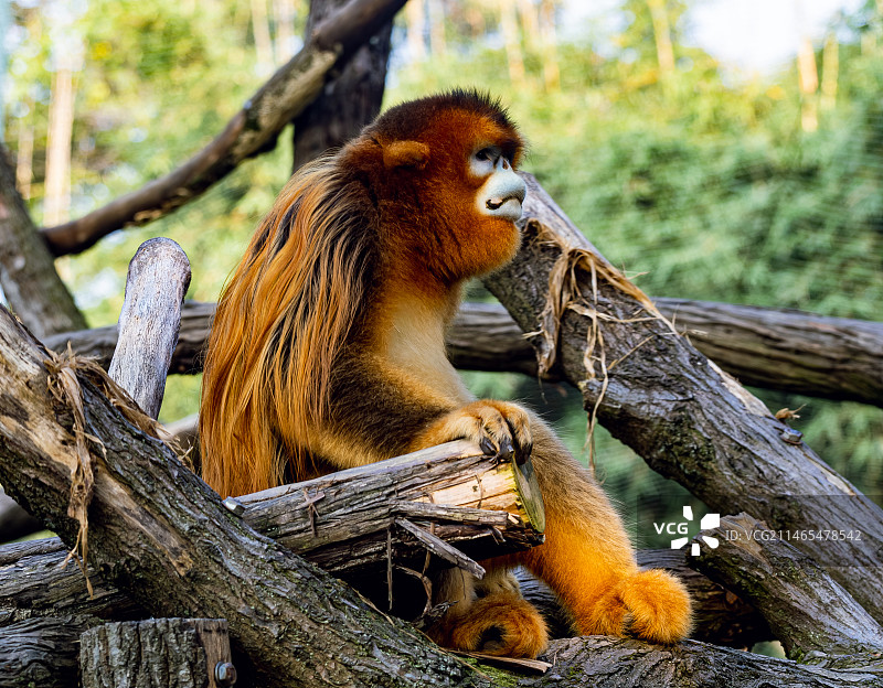川金丝猴图片素材