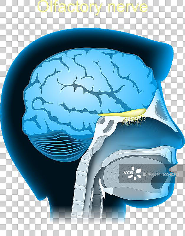 嗅神经图片素材