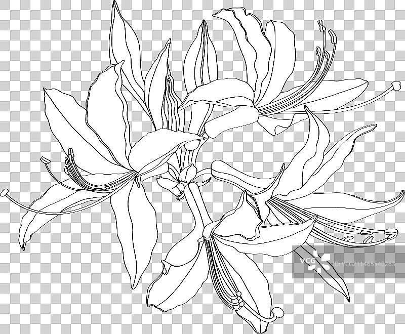 杜鹃花夹竹桃线条花图片素材