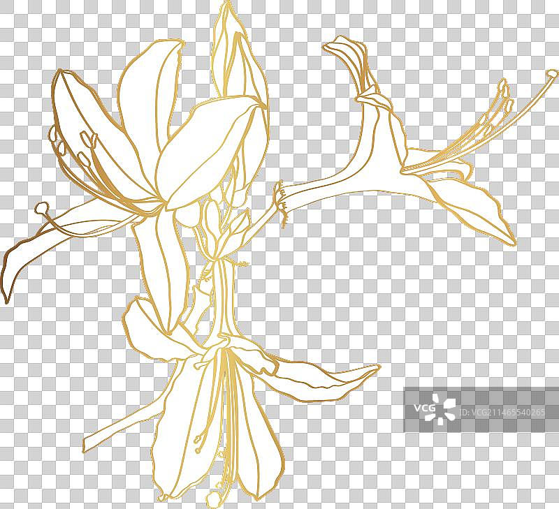 金色映山红夹竹桃花朵线条图片素材