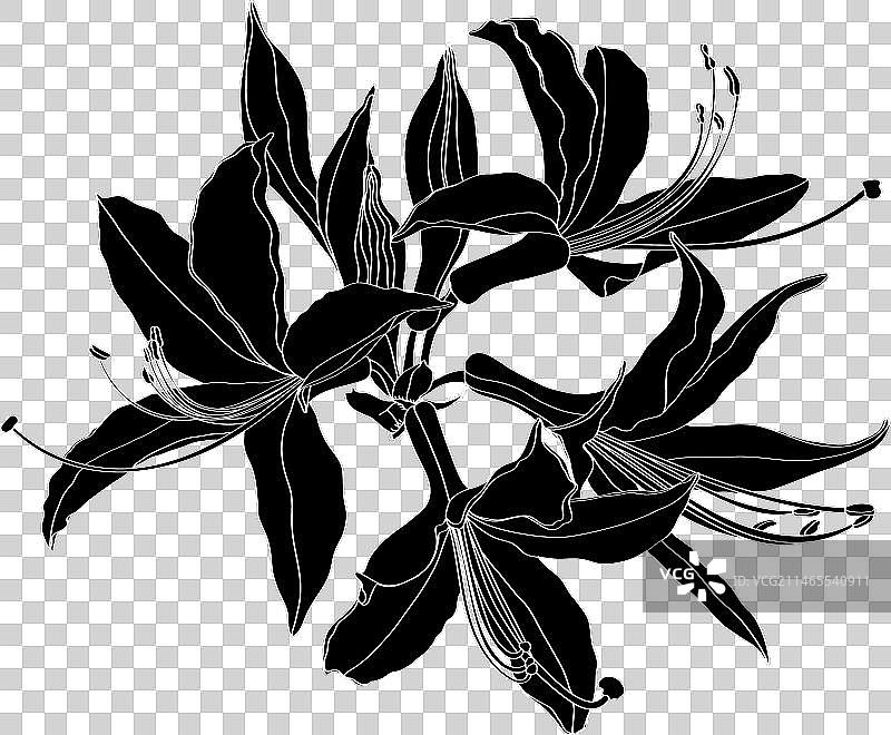 杜鹃花夹竹桃花卉线条图片素材