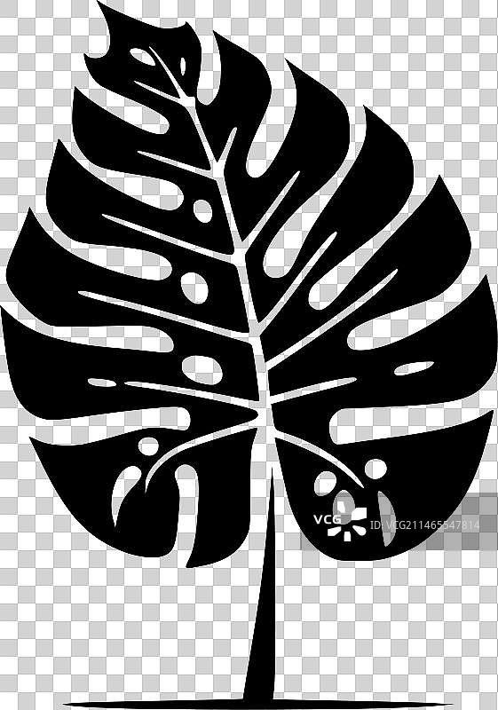 黑白龟背竹图片素材