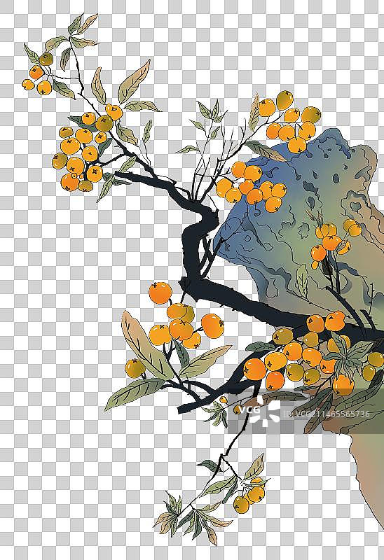 中国风水墨画枇杷树结满枇杷果元素图片素材