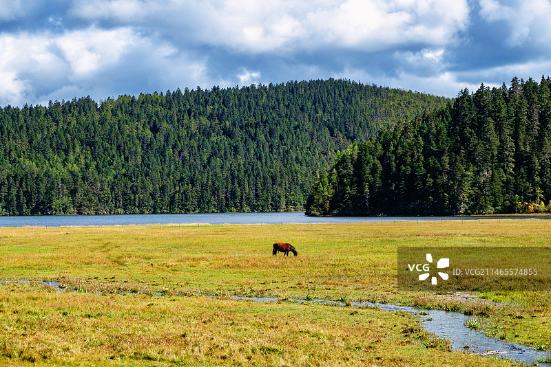 云南香格里拉普达措国家公园秋天碧塔海边的马图片素材