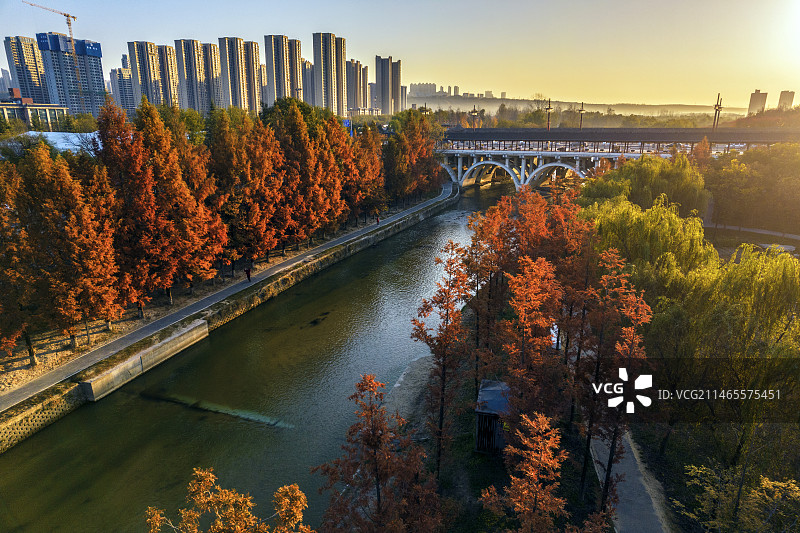 西安清晨潏河秋季水杉航拍图片素材