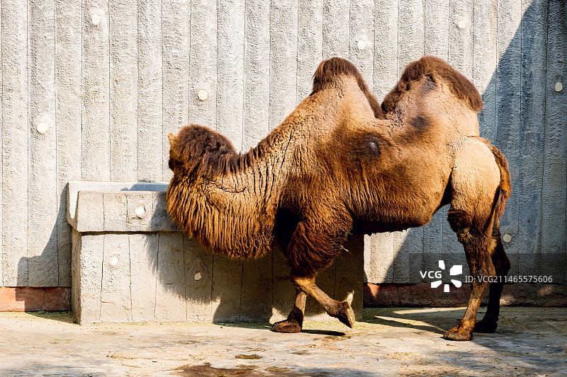 双峰骆驼图片素材