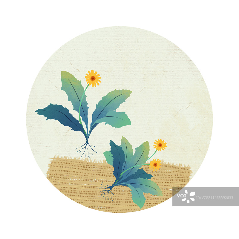 小满，苦菜蒲公英。图片素材