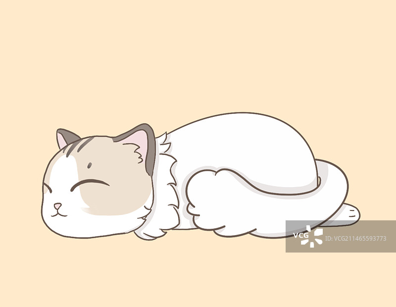 趴着猫咪图片素材