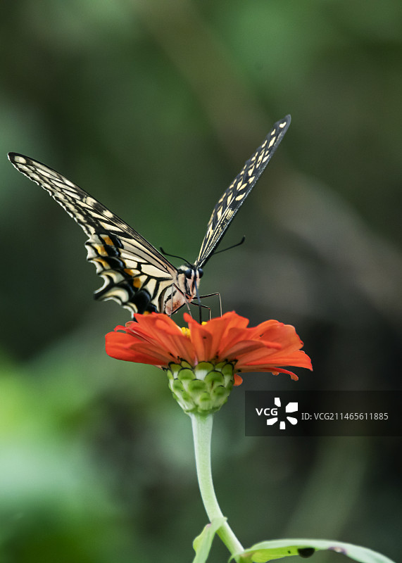 蝴蝶和花儿图片素材