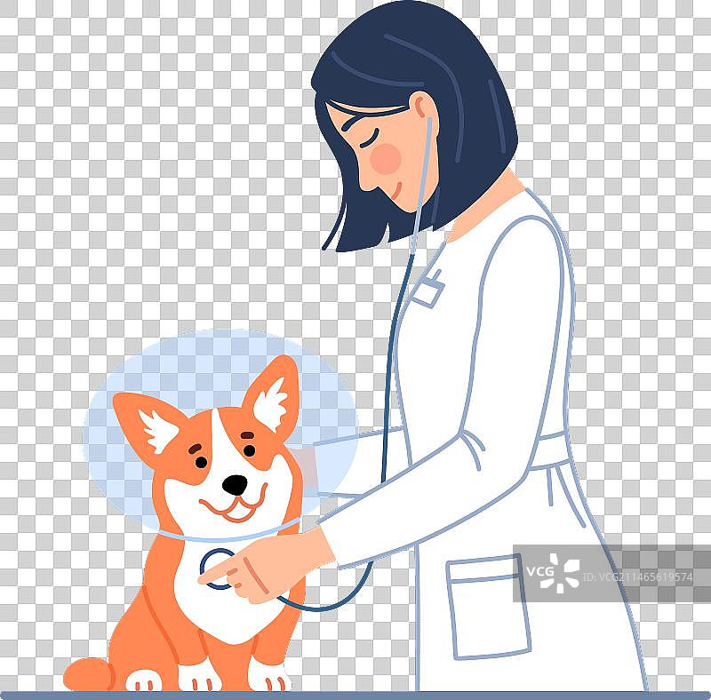 年轻女兽医检查可爱的狗图片素材