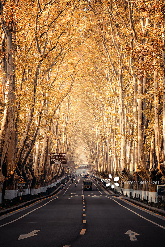 梧桐大道图片素材