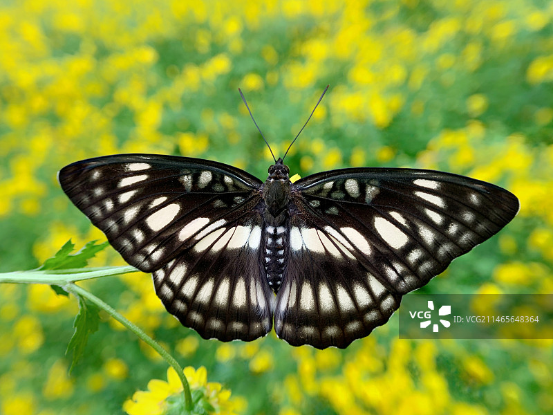 花海大蛱蝶图片素材