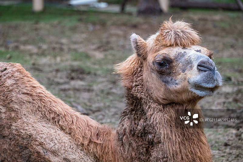 【动物大集合】武汉动物园重新开园啦！图片素材