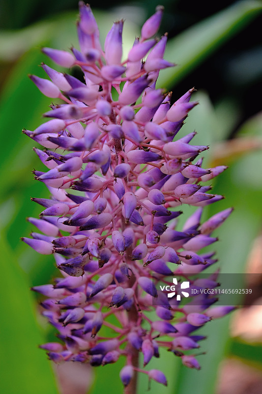 珊瑚凤梨 Aechmea fasciata图片素材