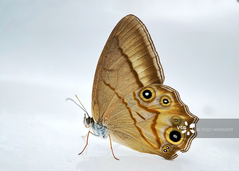 镜中蝶（白色背景下蝴蝶的特写镜头）图片素材