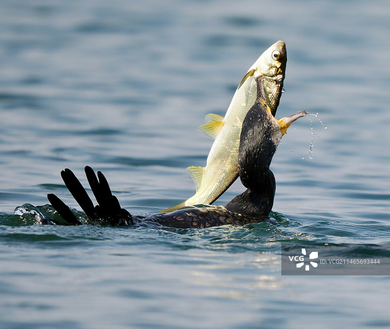 鸬鹚捕鱼特写镜头图片素材