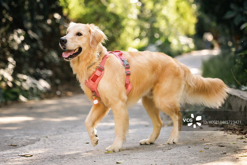 林间的金毛（全身）图片素材