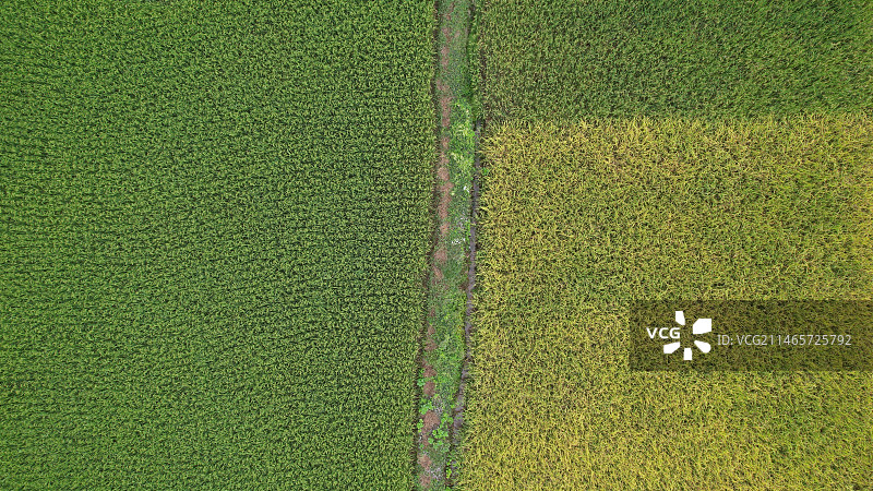 稻田田园风光图片素材