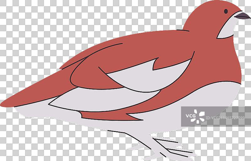 白色柳雷鸟绘画图片素材