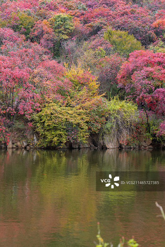 济南红叶谷绚秋湖秋色图片素材