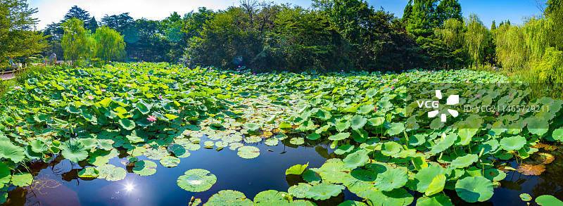 荷花池的全景照片图片素材