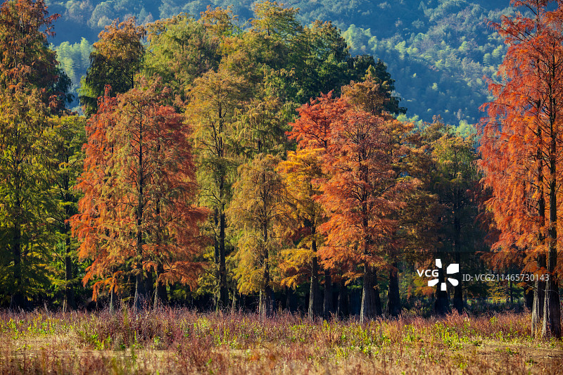 宁波余姚四明湖杉树林，秋天的杉树正在变色，红的黄的绿，森林五彩缤纷层林浸染，如同油画图片素材