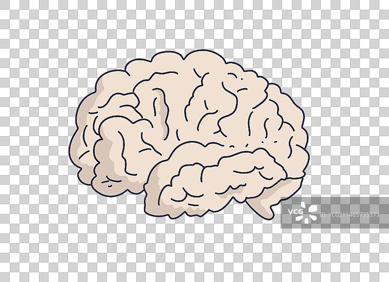 元素：大脑图片素材
