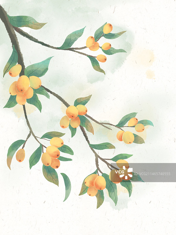 古风水彩植物果实枇杷图片素材