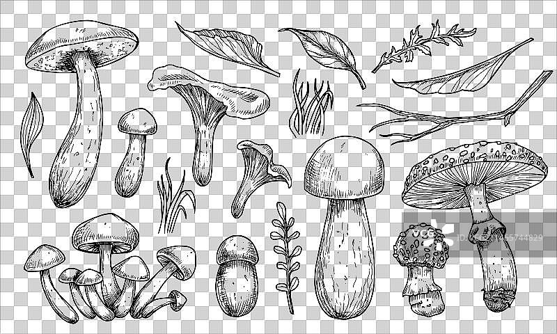 手绘蘑菇合集图片素材