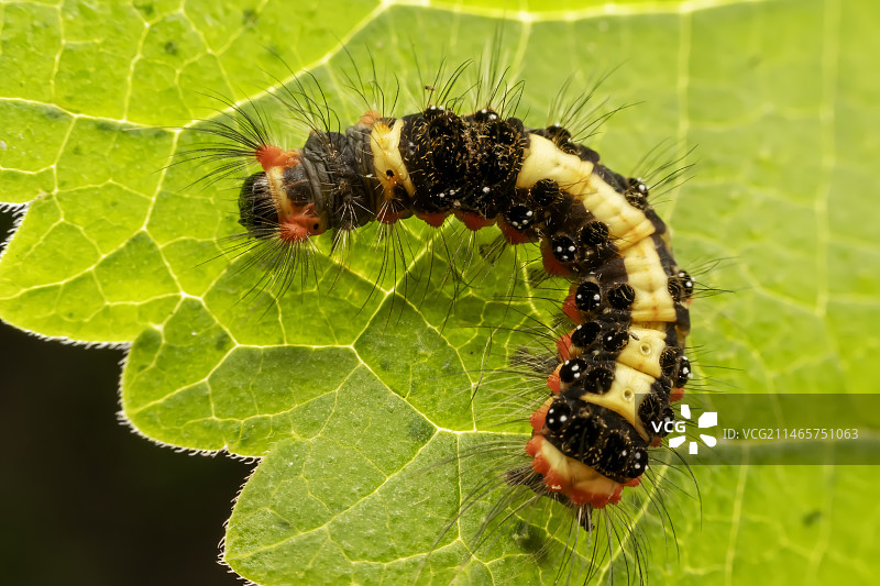 鳞翅目幼虫图片素材