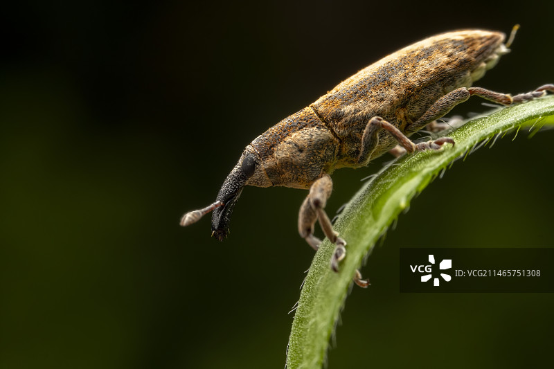 筒喙象在野生植物叶子上图片素材