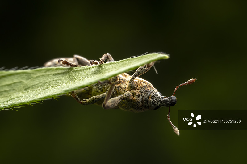 筒喙象在野生植物叶子上图片素材