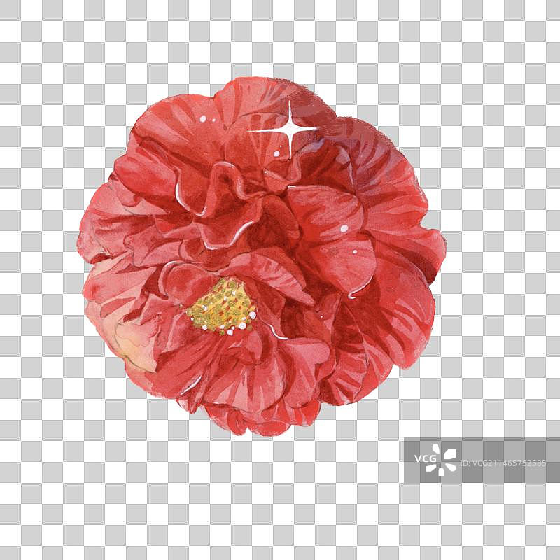 大红色山茶花特写图片素材