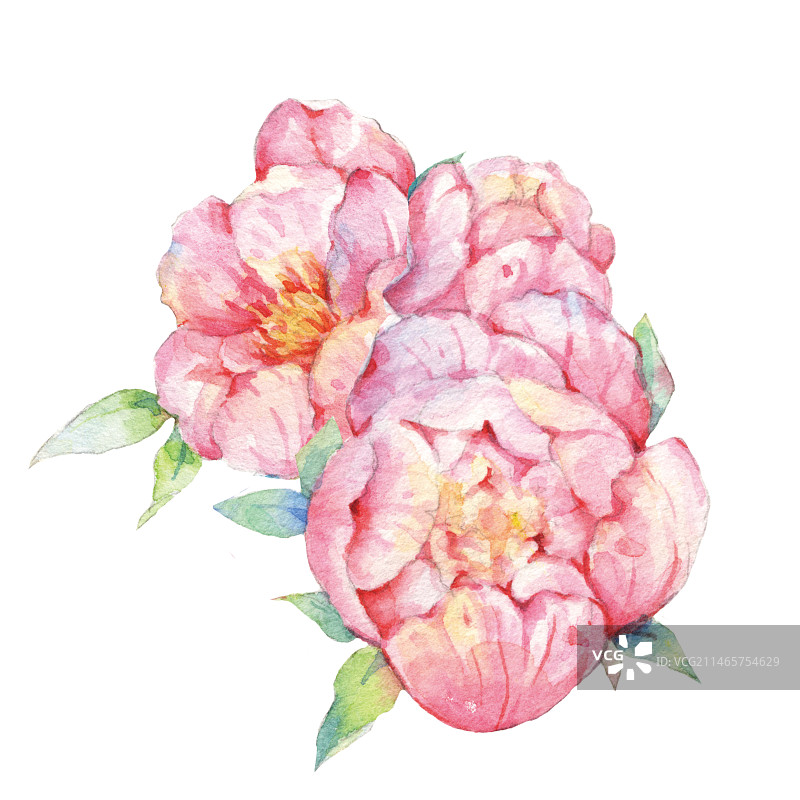 白色背景下水彩手绘百雨金洛阳花十大名花之粉红色芍药牡丹的特写镜头图片素材