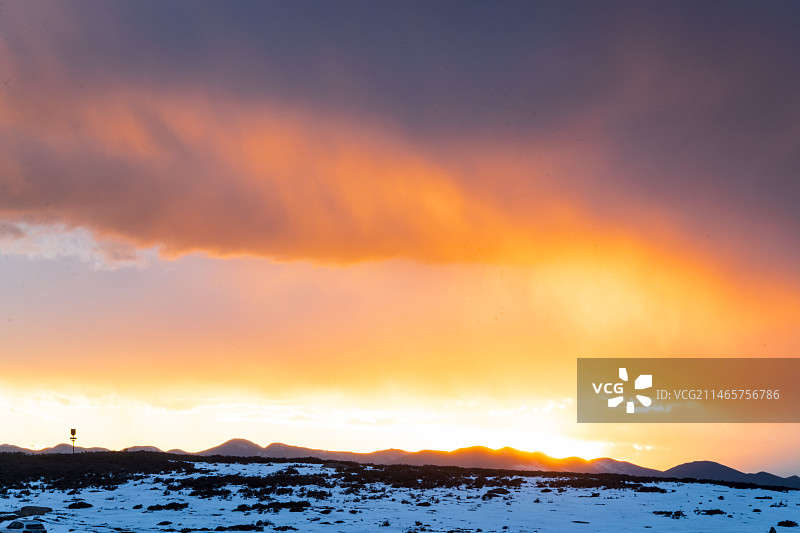 鱼子西图片素材