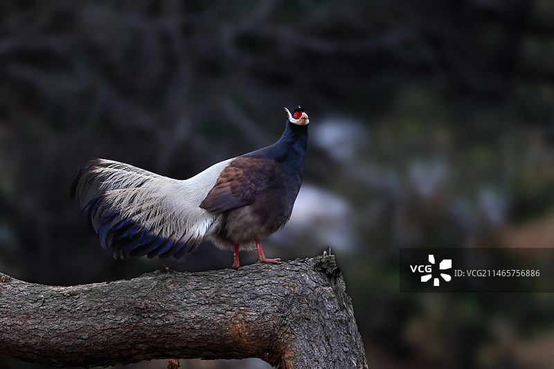 褐马鸡图片素材