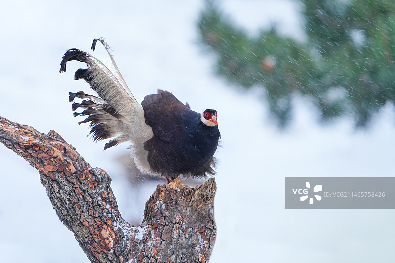 褐马鸡图片素材