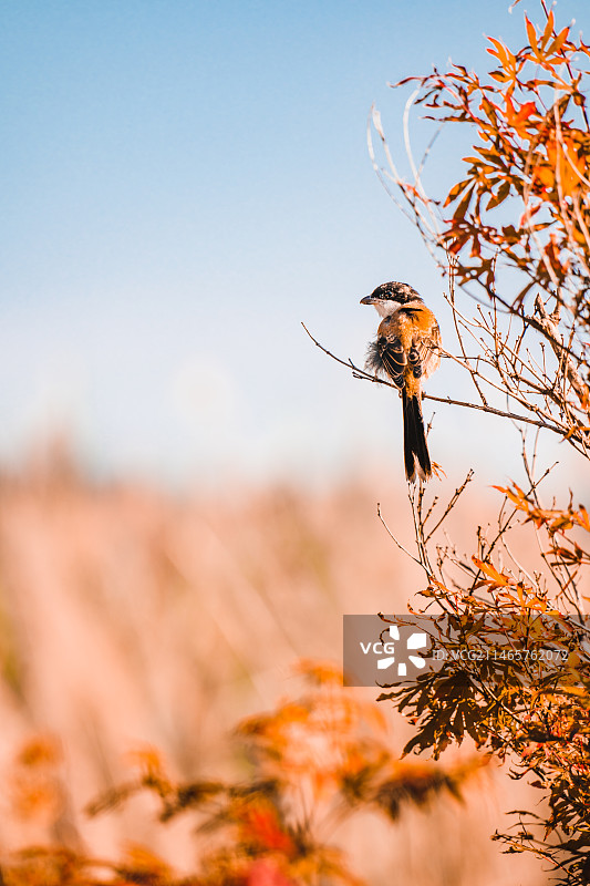 滇池湿地红枫枝头的鸟儿图片素材