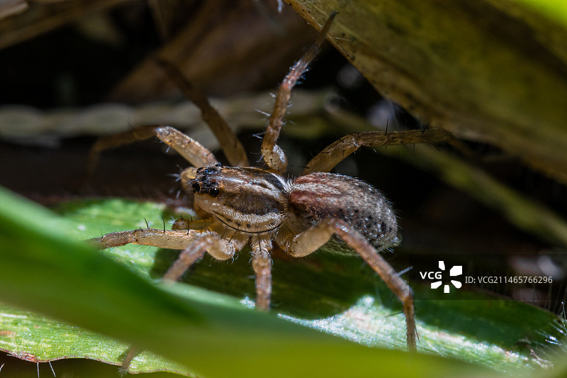 草丛深处一只真水狼蛛图片素材