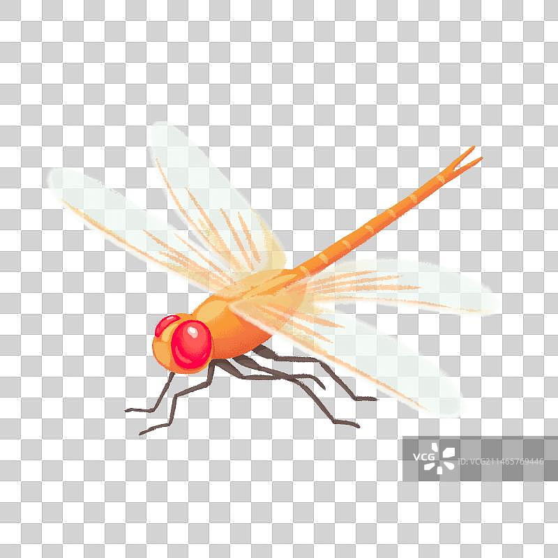 闪闪发光的黄蜻蜓，眼睛又圆又大，“小荷才露尖尖角，早有蜻蜓立上头”图片素材