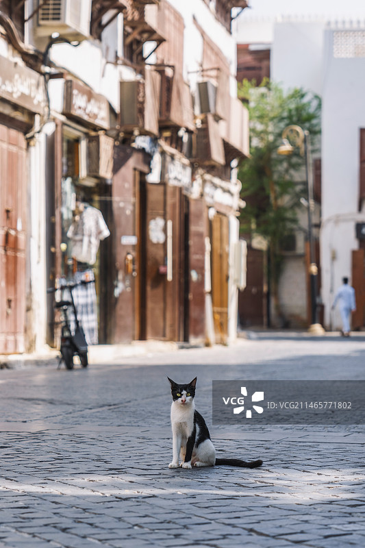 沙特阿拉伯吉达巴拉德老城（Al Balad）内的猫图片素材