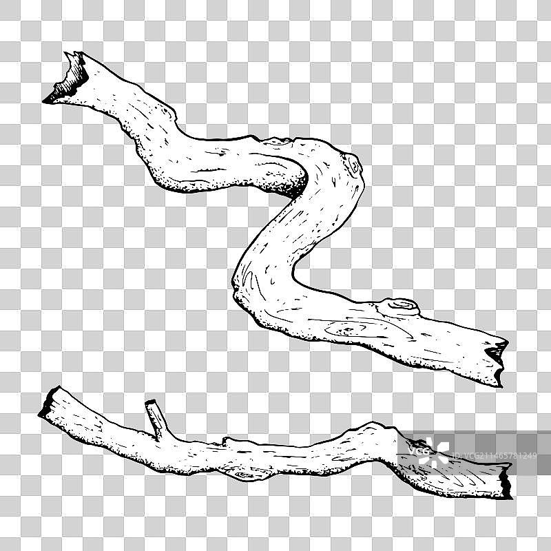 树根、树枝和树干图片素材