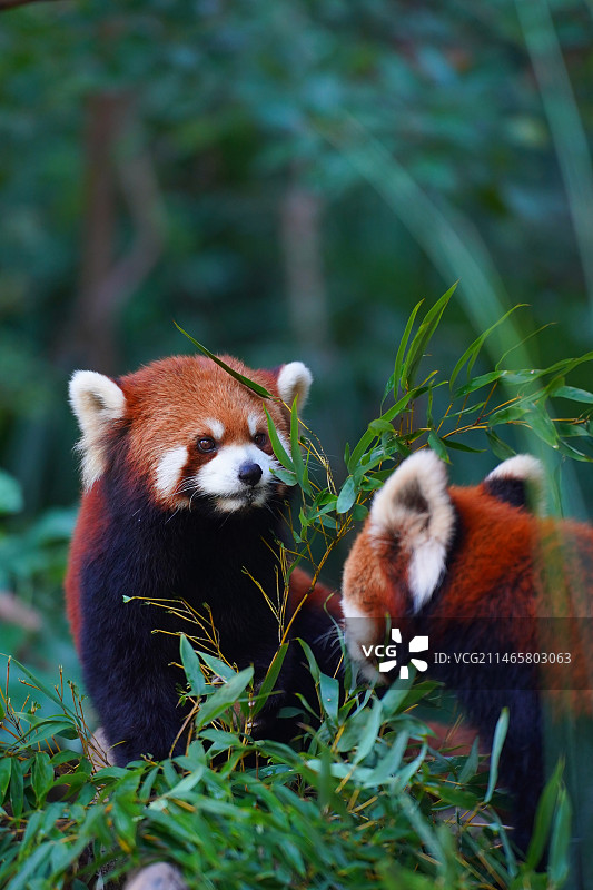 红山动物园小熊猫图片素材